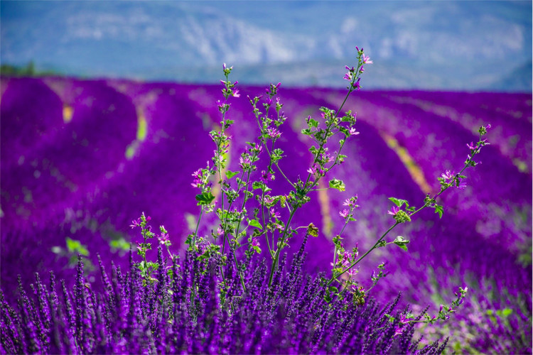 Provence, Lavendel und Wildblume